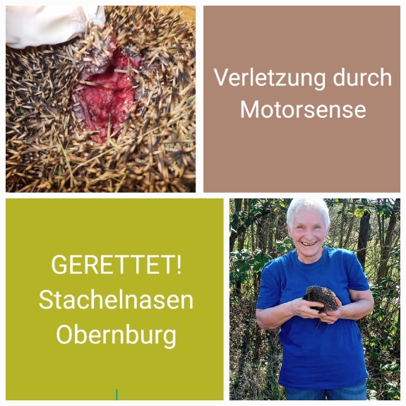 Igel_verletzt_gerettet