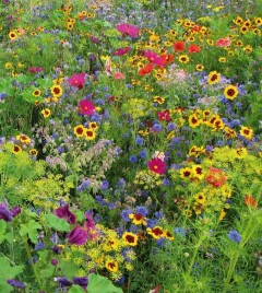 Variante1_Blumenmischung_HonigSchmetterling