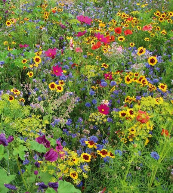 Variante1 Blumenmischung Honig & Schmetterling