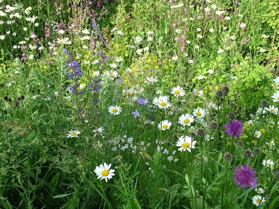 Variante2 Blumenmischung Ackerblühsaum
