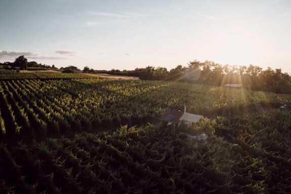 Schatz im Weinberg