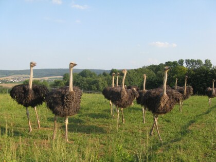 Straußenfarm Straußenfarm