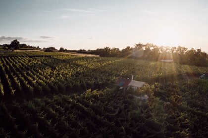 Schatz im Weinberg Schatz im Weinberg