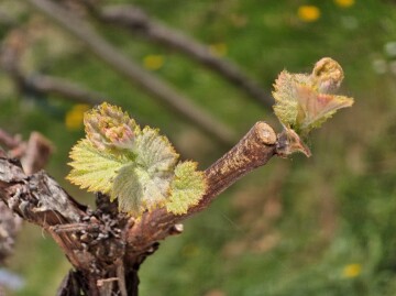 Frühjahrserwachen Frühjahrserwachen