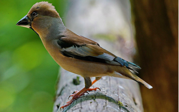 Vogelstimmen-Wanderung 2026 (002)1