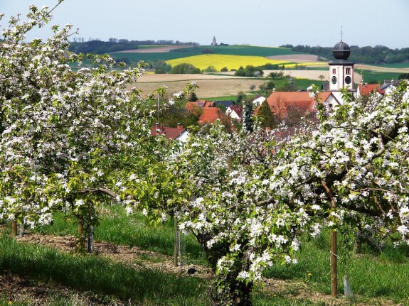 blühende Äpfel inder anlage über pflaumheim
