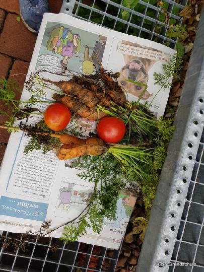 GS-Luzia_Schulgarten_Gemuese GS-Luzia_Schulgarten_Gemuese